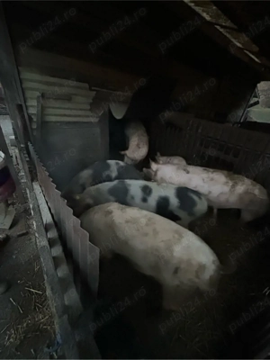 vand porci intre 80-130 kg - imagine 2