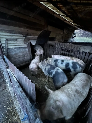 vand porci intre 80-130 kg - imagine 3