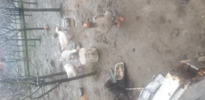 Vand 2 gascani din 3 bucăți 