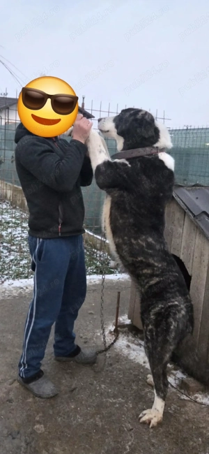 Vand femela Asia centrala - imagine 2