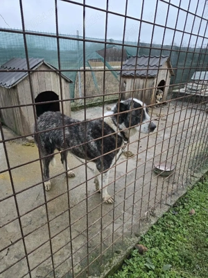 Vand femela Asia centrala