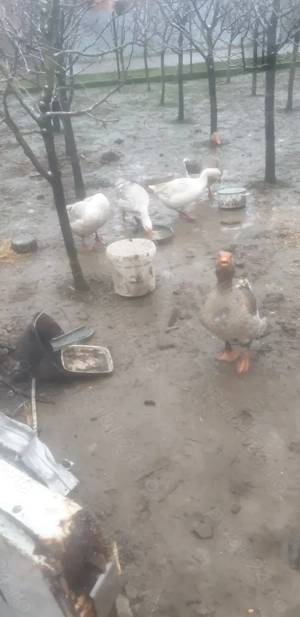 Vand 2 gascani din 3 bucăți 