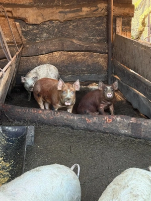 Vând purcei porci diferite rase  - imagine 2