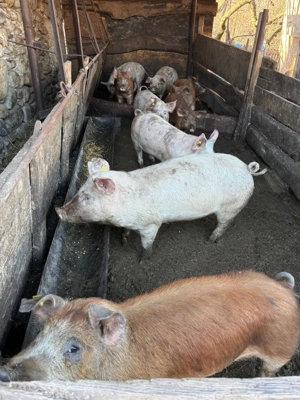 Vând purcei porci diferite rase 