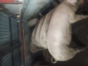 Marele alb 120-150 kg  - imagine 2