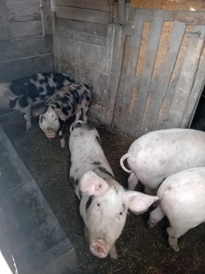 Vand șoldani la 50 kg - imagine 2