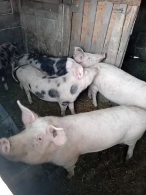 Vand șoldani la 50 kg - imagine 3