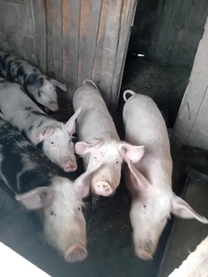 Vand șoldani la 50 kg