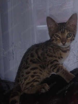 Pisici Bengaleze  - imagine 4