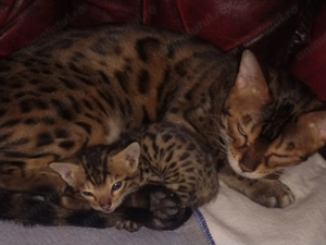 Pisici Bengaleze  - imagine 7