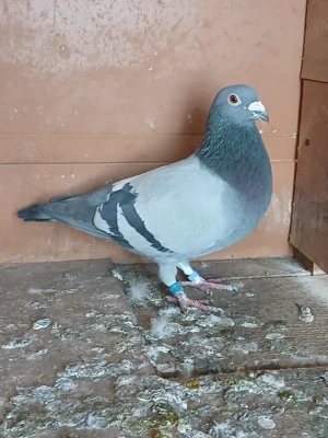 Porumbei voiajori - imagine 3