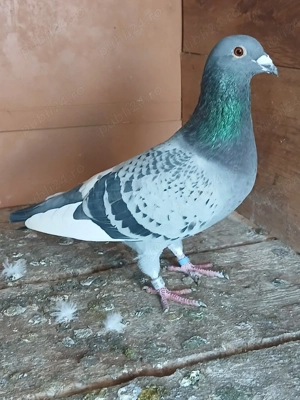 Porumbei voiajori - imagine 2