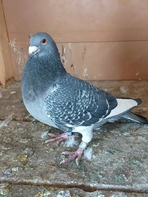 Porumbei voiajori - imagine 4