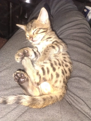 Pisici Bengaleze  - imagine 5