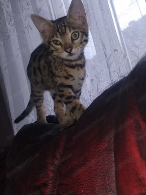 Pisici Bengaleze  - imagine 3