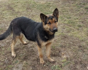 Vand femela Ciobanesc german gestanta - imagine 2