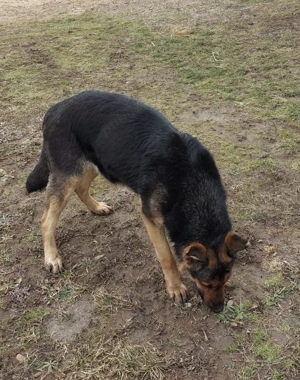 Vand femela Ciobanesc german gestanta - imagine 4