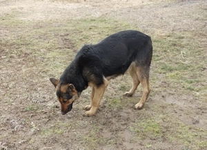 Vand femela Ciobanesc german gestanta - imagine 3