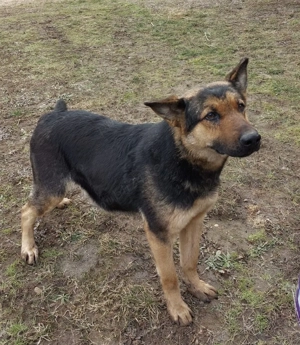 Vand femela Ciobanesc german gestanta