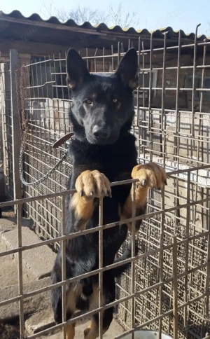 Vand femela Ciobanesc german gestanta - imagine 5