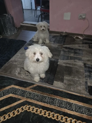 de vazare 6 luni detali la nr  