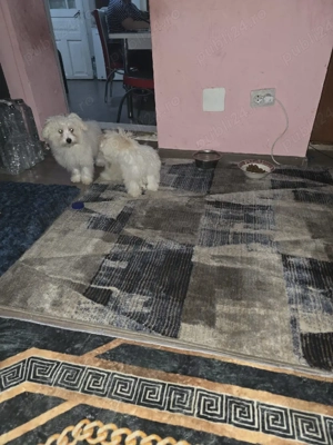 de vazare 6 luni detali la nr   - imagine 2