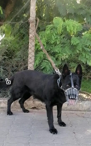 Femela ciobanesc alsacian - imagine 3