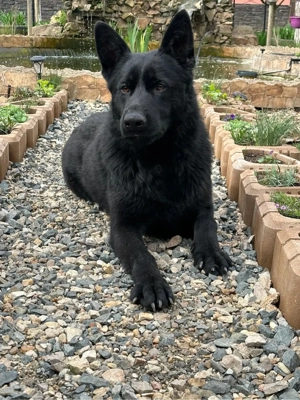 Ciobanesc German Alsacian - imagine 3