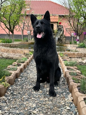 Ciobanesc German Alsacian