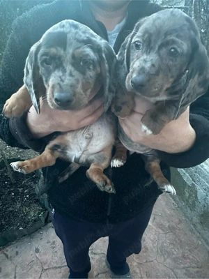 Teckel Arlechin - imagine 5