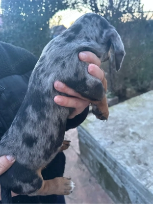 Teckel Arlechin - imagine 4