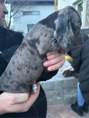 Teckel Arlechin - imagine 3