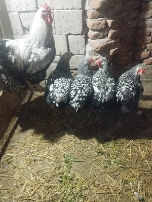 Oua de incubat din găini Wyandot argintiu și Wyandot Porumbac talie mare  - imagine 3