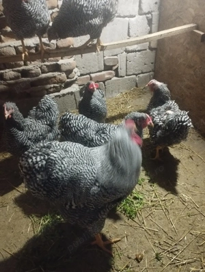 Oua de incubat din găini Wyandot argintiu și Wyandot Porumbac talie mare  - imagine 2