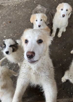 Căței ciobănești 3 luni - imagine 5