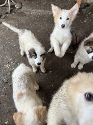 Căței ciobănești 3 luni - imagine 4