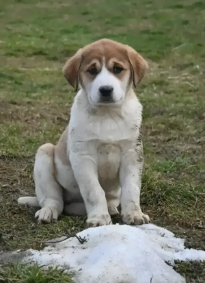 Ciobanesc de Asia Centrala