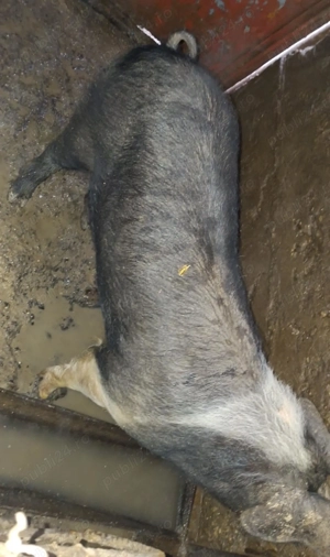 Vind porc bazna rel la tel