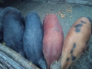 Vind porci de carne între 150 -170 kg preț 12 lei kg