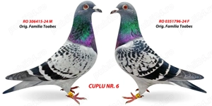 Vând 2 porumbei de Maraton