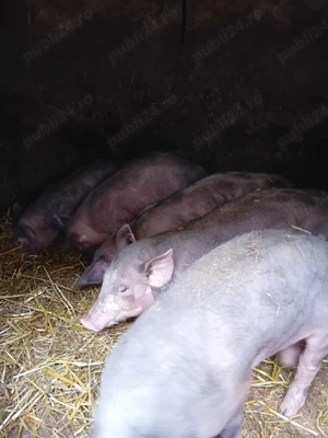 Purcei rasa de carne