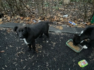 2 Cateluse surori pentru adoptie URGENT - imagine 2