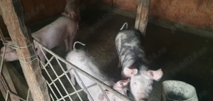 Vand purcei rasa pietrain