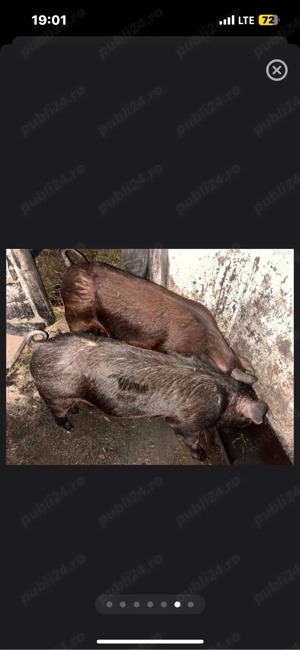 vand vier durok si o scrofița duroc curat  - imagine 2