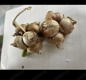 Ceapă Egipteană  - imagine 2