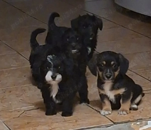 Adopție căței talie mică 