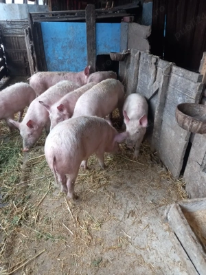 Vand grasuni  - imagine 2