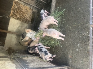 Purcei din montă  - imagine 2