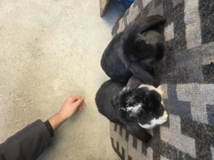 Pereche iepuri berbec german  - imagine 3