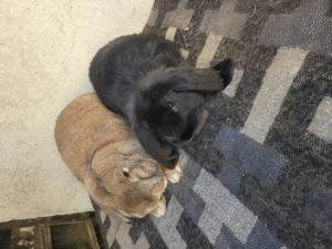 Pereche iepuri berbec german 